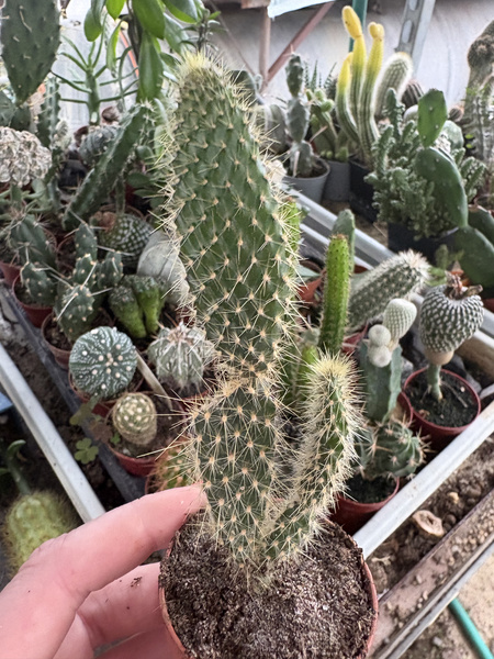 Opuntia galapageia ENDEMIT