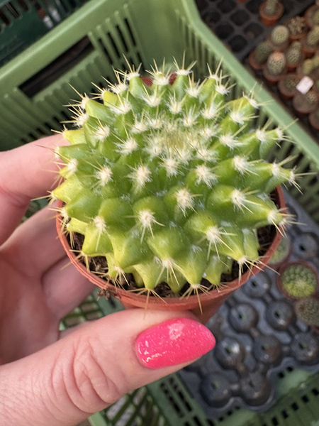 Mammillaria marksiana 'Variegata'