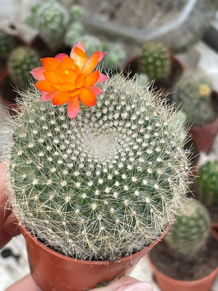 Brasilicactus haselbergii