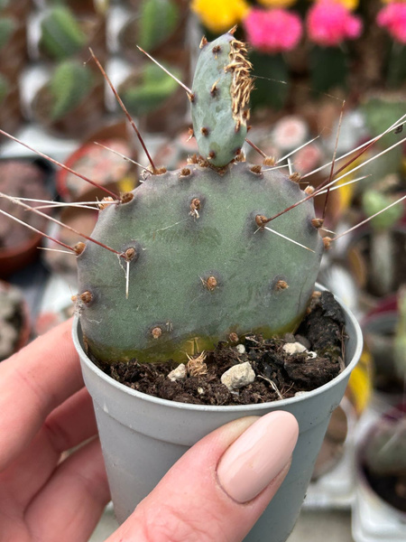 OPUNTIA MACROCENTRA