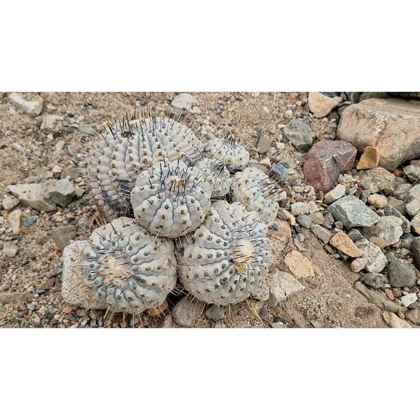 20 NASION Copiapoa cinerea ORIGINAL Antofagasta