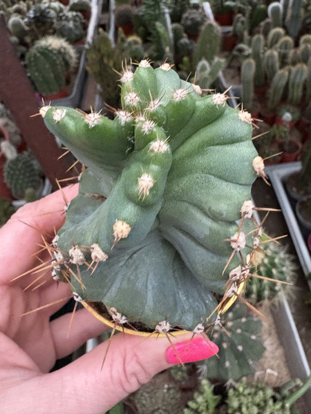 Cereus peruvianus 'Spiralis'