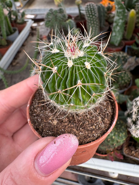 Stenocactus multicostatus
