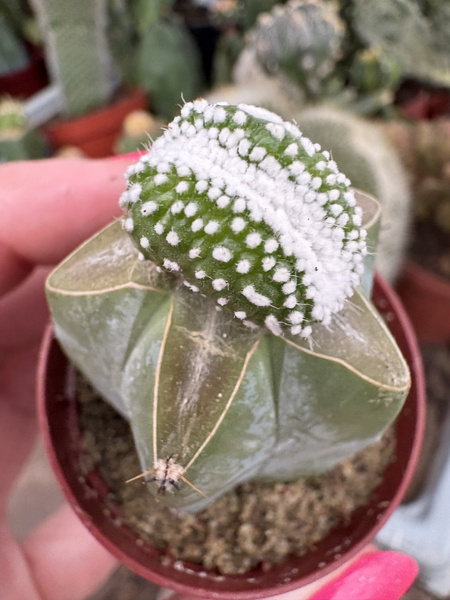 Notocactus scopa 'Albispina Inermis Cristata'