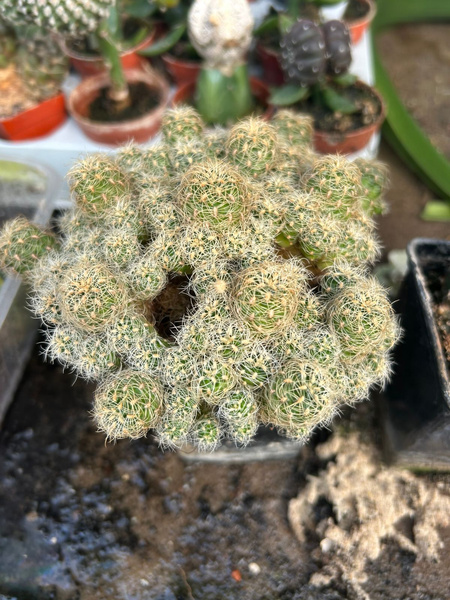 Sulcorebutia steinbachii var. horrida