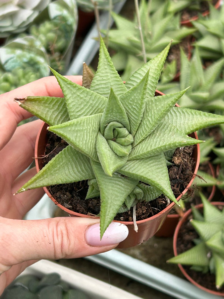 Haworthia limifolia 'Roux'