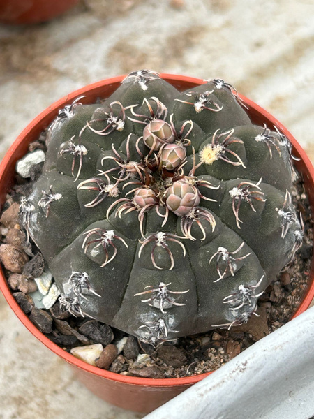 Gymnocalycium stellatum v. kleinianum B52