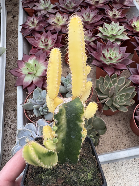Cereus hildmannianus 'Variegata'