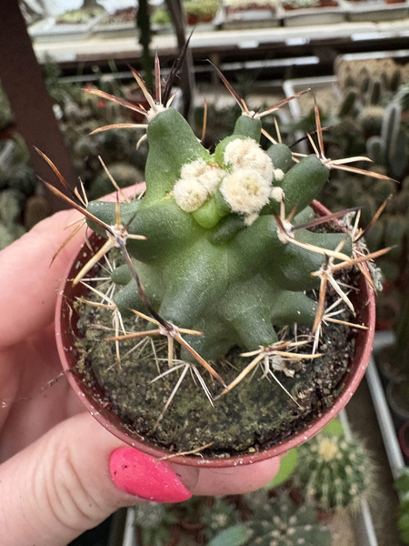 Echinocereus fendleri SB1463 'Monstruosa'