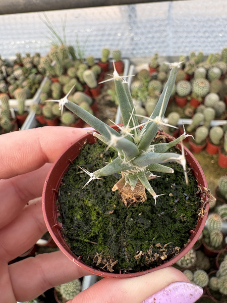 Leuchtenbergia principis
