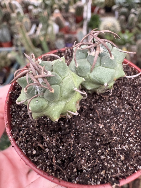 Turbinicarpus klinkerianus