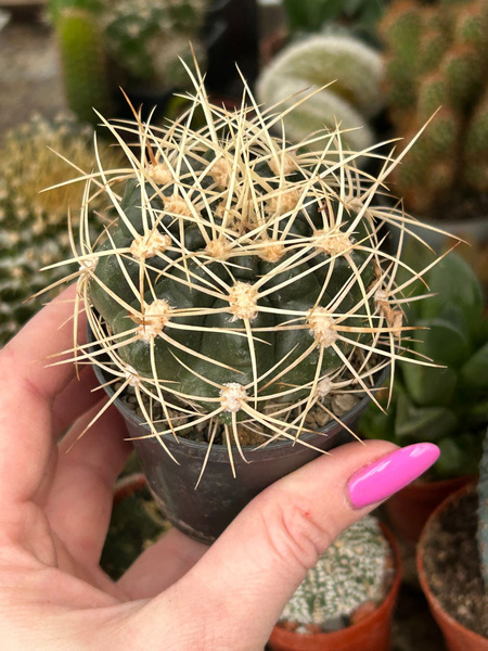 Gymnocalycium monvillei