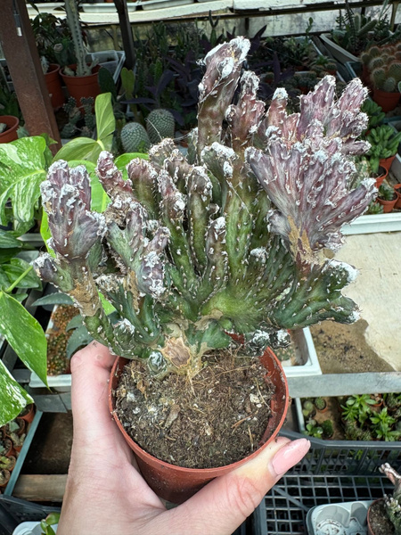 Monvillea spegazzinii 'Mostruosa Cristata'