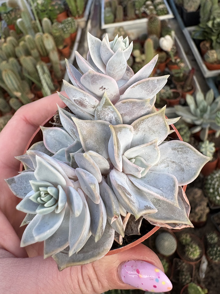 Echeveria lilacina 'Polygona'