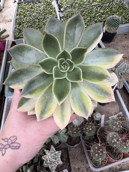 Echeveria agavoides 'Variegata'
