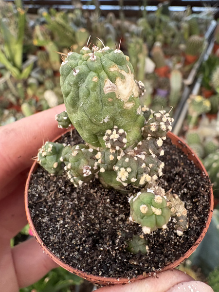 Echinopsis subdenudata 'Monstruosa'