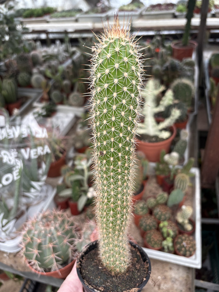 Trichocereus strigosus
