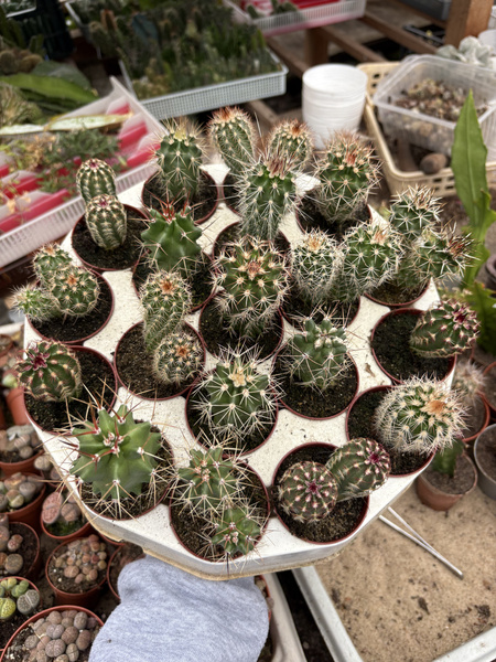 ZESTAW 20 Echinocereus