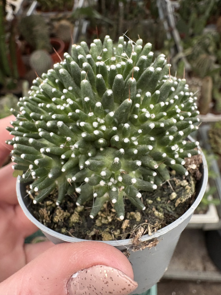 Mammillaria painteri CV. CATERPINCY