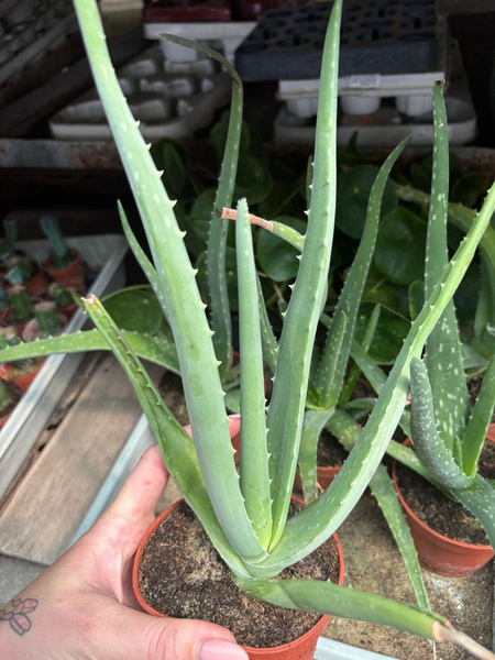 Aloe vera Aloes leczniczy