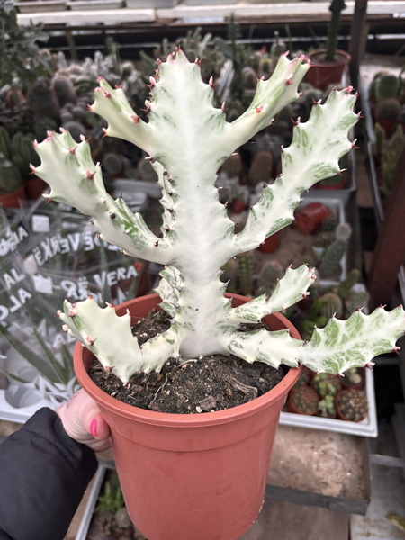 Euphorbia lactea 'White Ghost' BIAŁY DUCH Wilczomlecz mleczny
