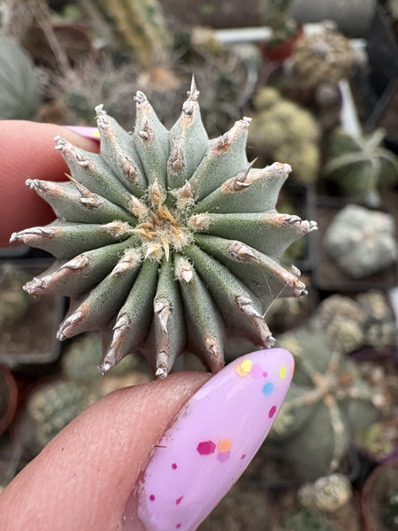 Geohintonia mexicana