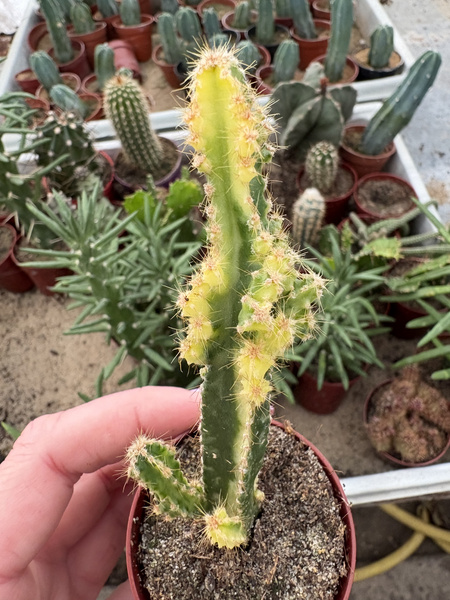 Cereus hildmannianus 'Variegata'