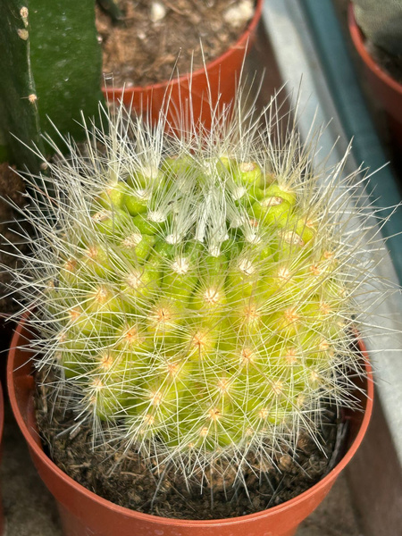 Parodia penicillata var. nivosa