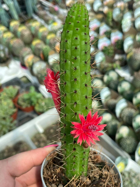 Cleistocactus baumannii