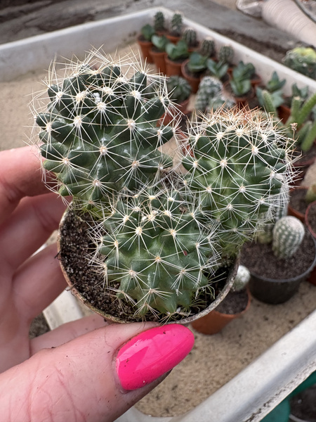 Neobesseya missouriensis