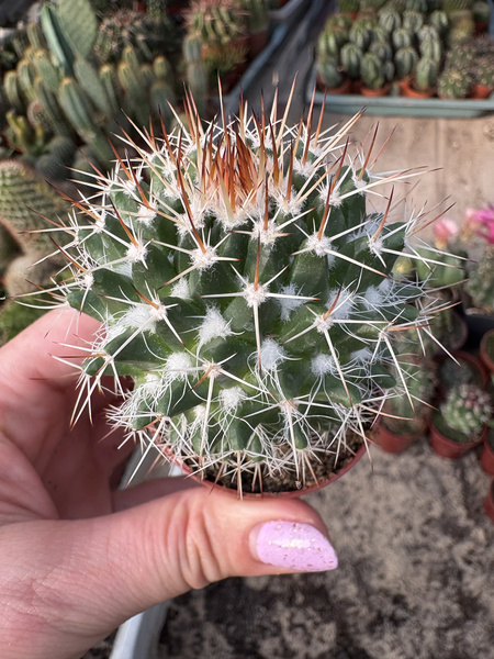 Mammillaria collinsii