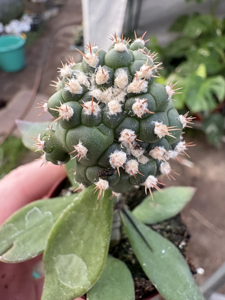 Astrophytum asterias hybr.