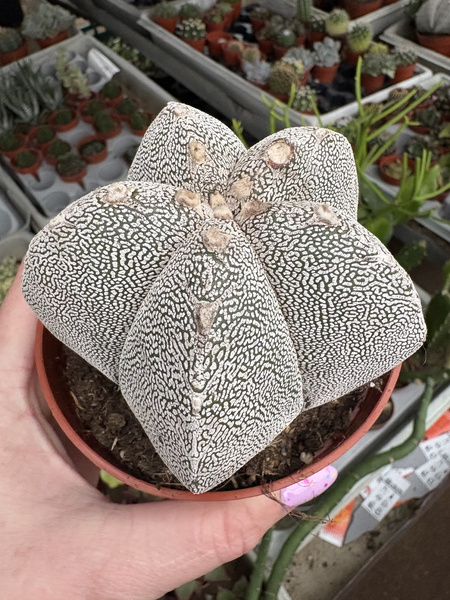 Astrophytum myriostigma 'Onzuko White Zebra'