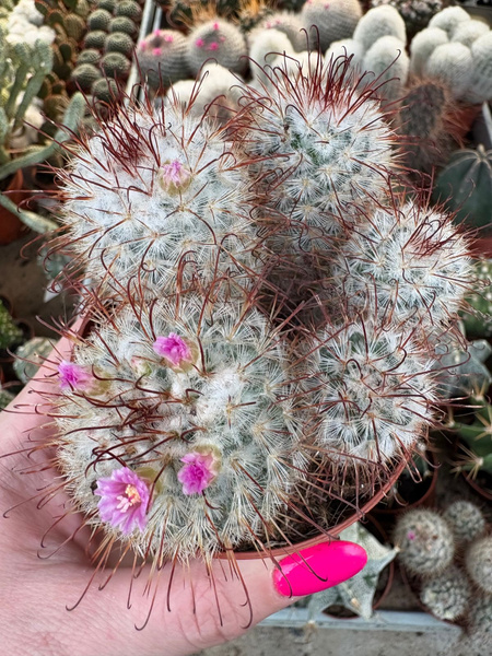 Mammillaria bombycina