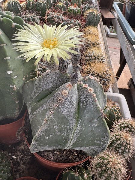Astrophytum myriostigma 'Seminudum'