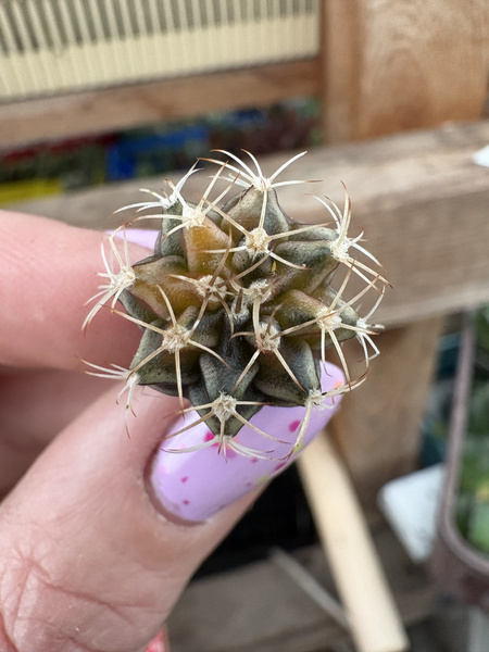 Gymnocalycium mihanovichii SPECJALNY KOLOR