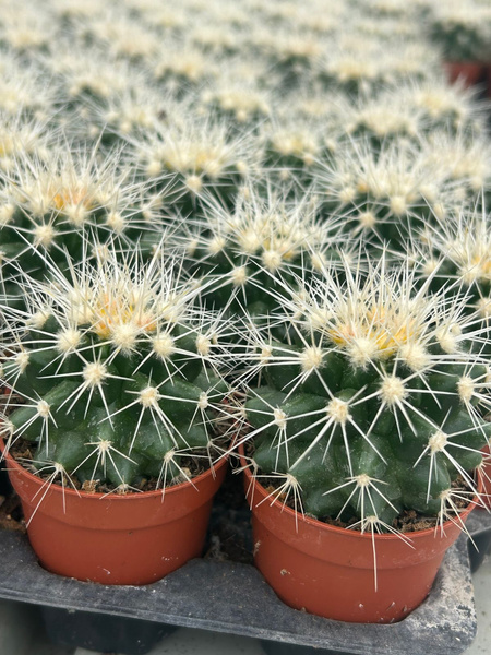 Echinocactus grusonii 'Albispinus'