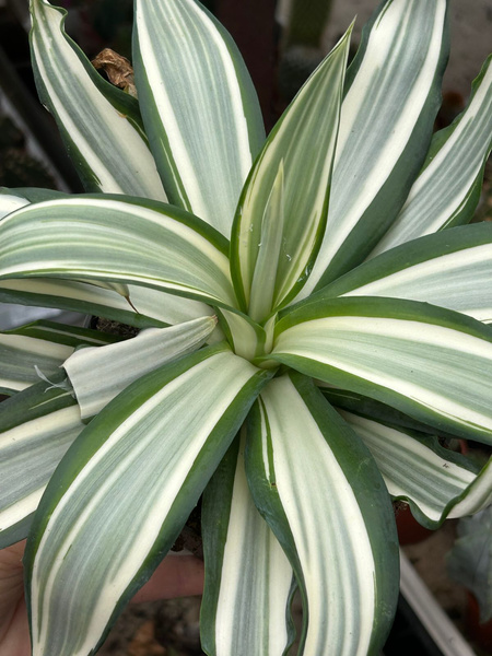 Agave attenuata 'Variegata'