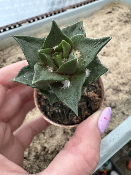 Ariocarpus trigonus v.elongatus