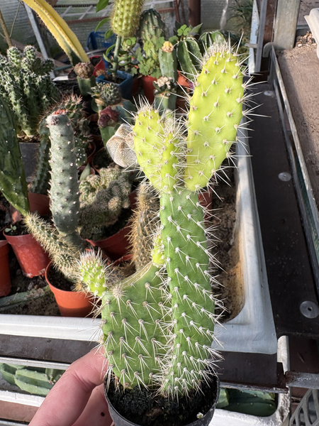 Opuntia leucotricha 'Variegata'