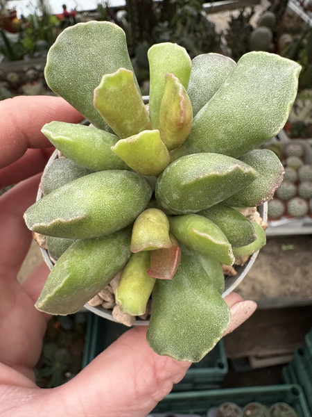 ADROMISCHUS CRISTATUS