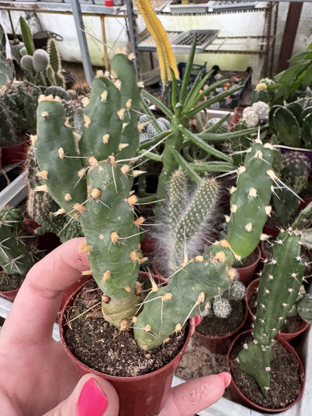 Cumulopuntia sphaerica