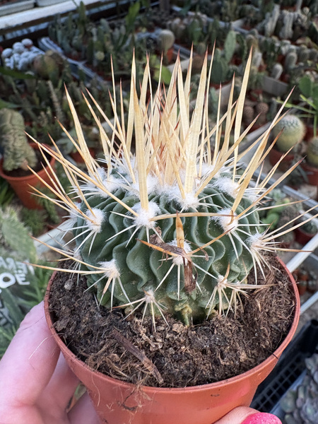 Stenocactus phyllacanthus
