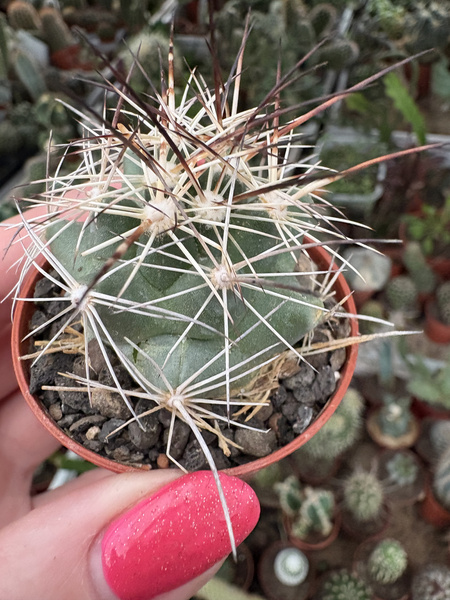Coryphantha laui