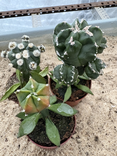 Set of 3 different Astrophytum asterias MUTANTS