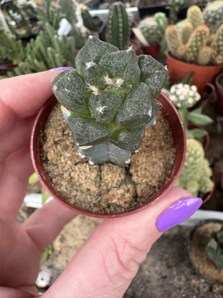 Ariocarpus fissuratus v.lloydii