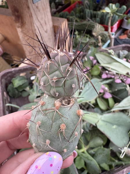 Tephrocactus geometricus