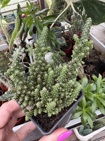 Opuntia tuna 'Monstruosa'