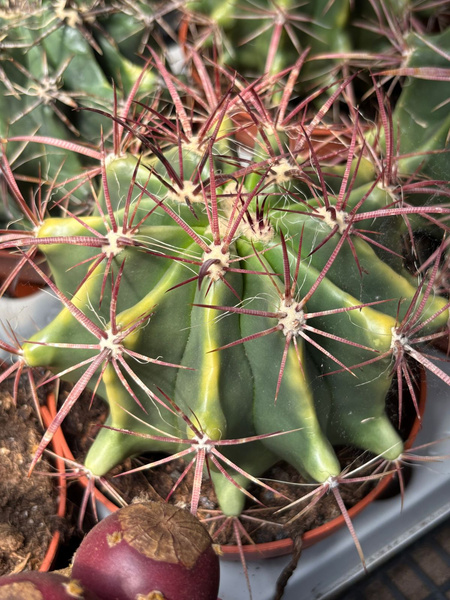 Ferocactus wislizeni 'Variegata'