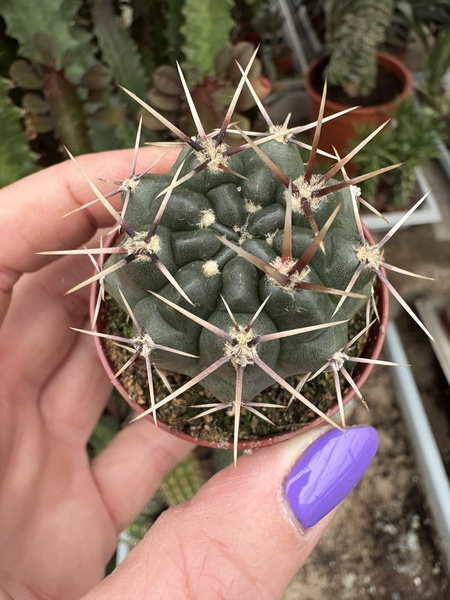 Gymnocalycium gibbosum v.ferox